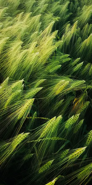 Illustration, Art, Good, Plant, Terrestrial Plant 2K iPhone Wallpaper Background