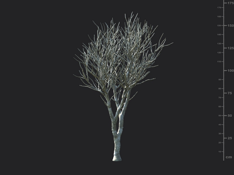 Maxtree - Plant Models Vol.130