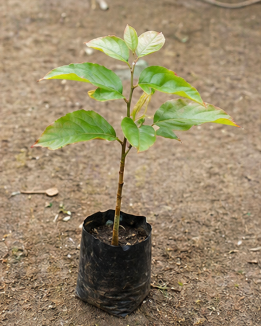 White Palash Plant — view 4
