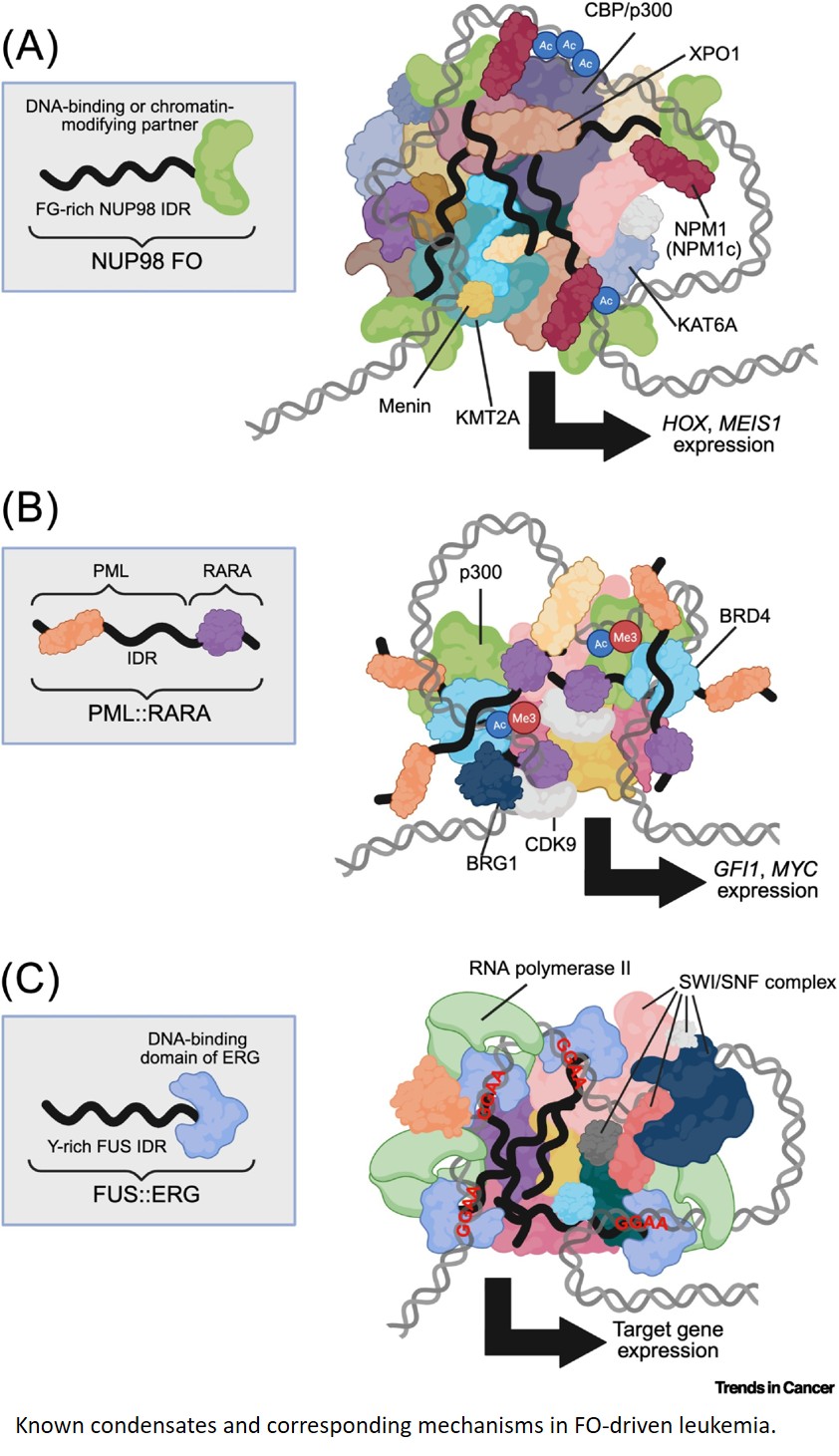 Fusion oncoprotein condensates in leukemia