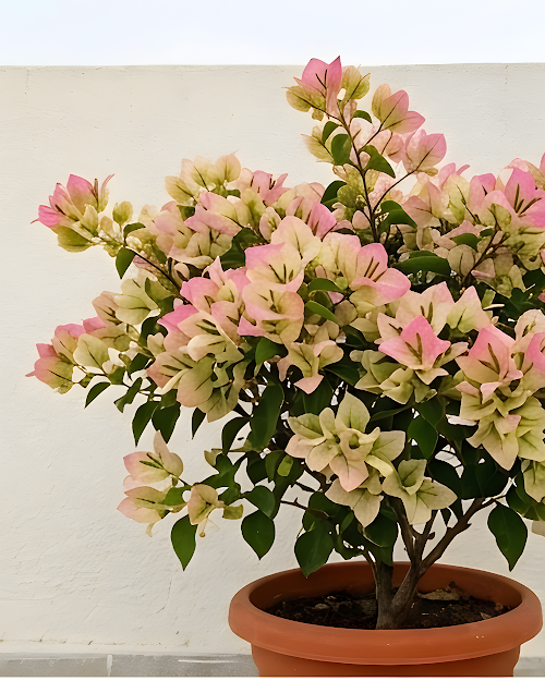 Imported Wajid Butterfly Bougainvillea Plant