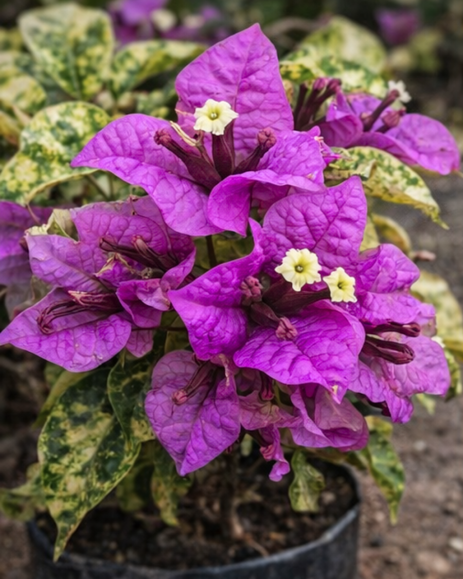 Imported Maria Menando Bougainvillea Plant — view 2