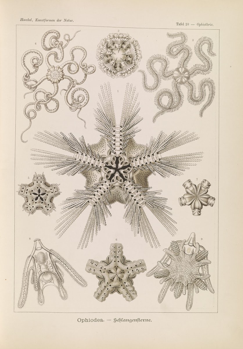 Ophiodea  Schlangensterne 1904