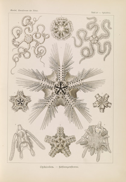 Ophiodea  Schlangensterne 1904