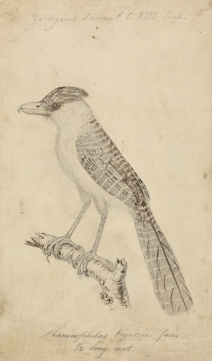 Giant Antshrike