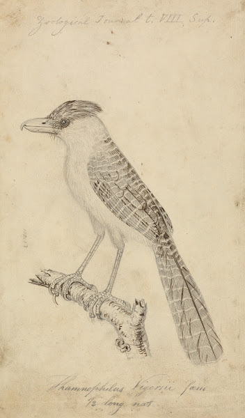Giant Antshrike