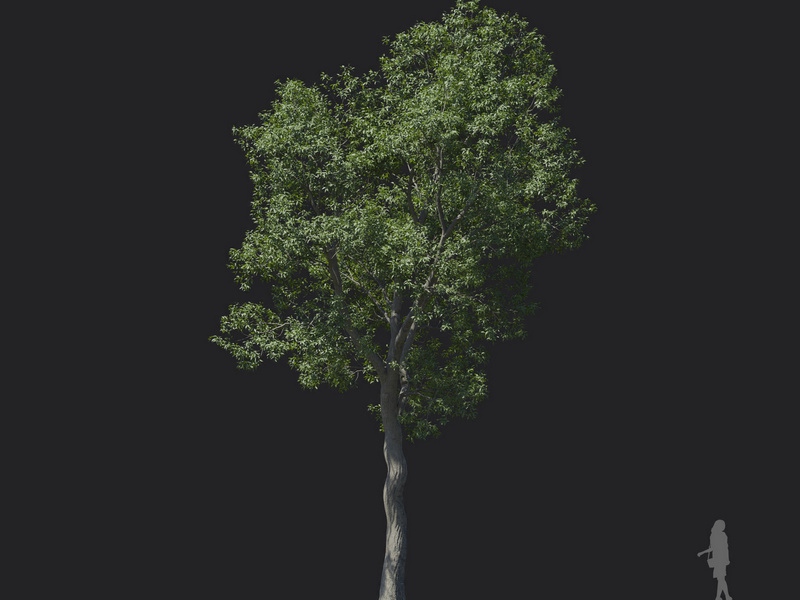 Maxtree - Plant Models Vol.121