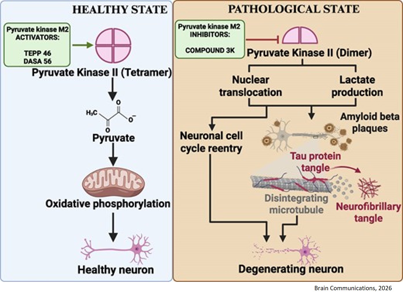Pyruvate kinase M2 in Alzheimer’s disease: from dysregulation to therapeutic inhibition