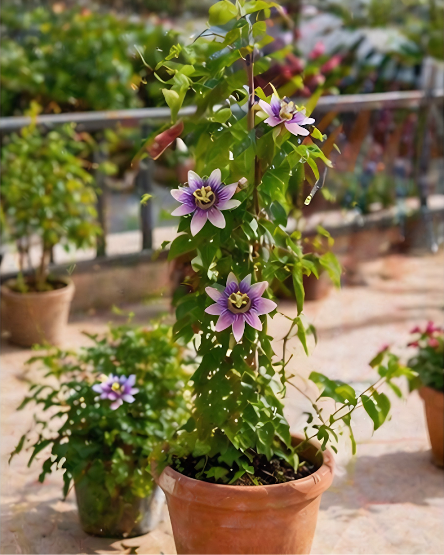 Passion Flower Plant — view 3
