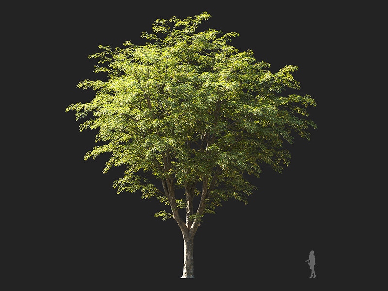 Maxtree - Plant Models Vol.132