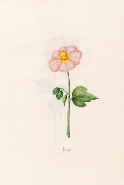 Pappel 1692