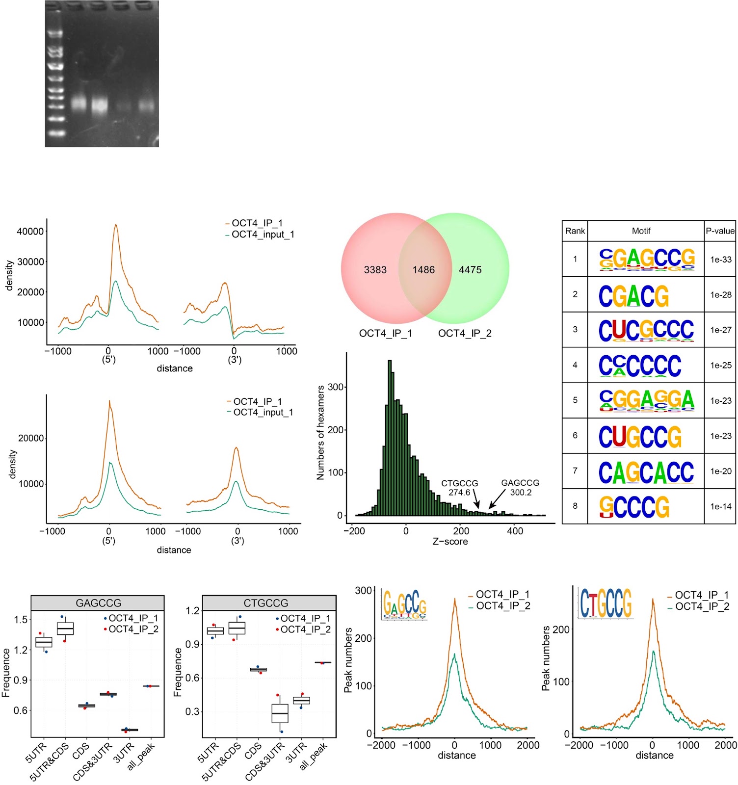 OCT4 translationally promotes AKT signaling as an RNA-binding protein in stressed pluripotent stem cells