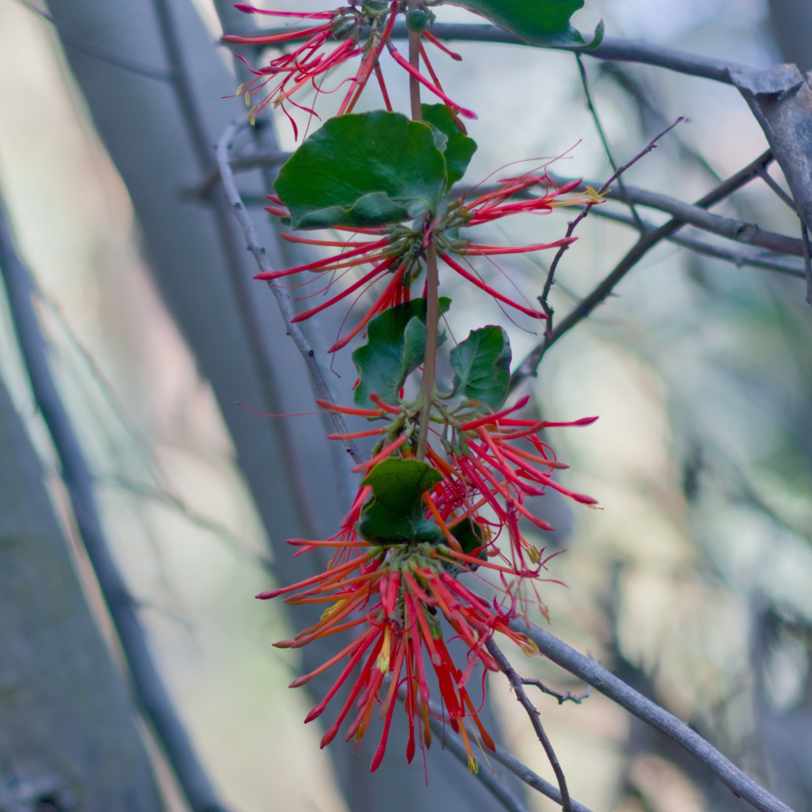 Arboles de flores rojas