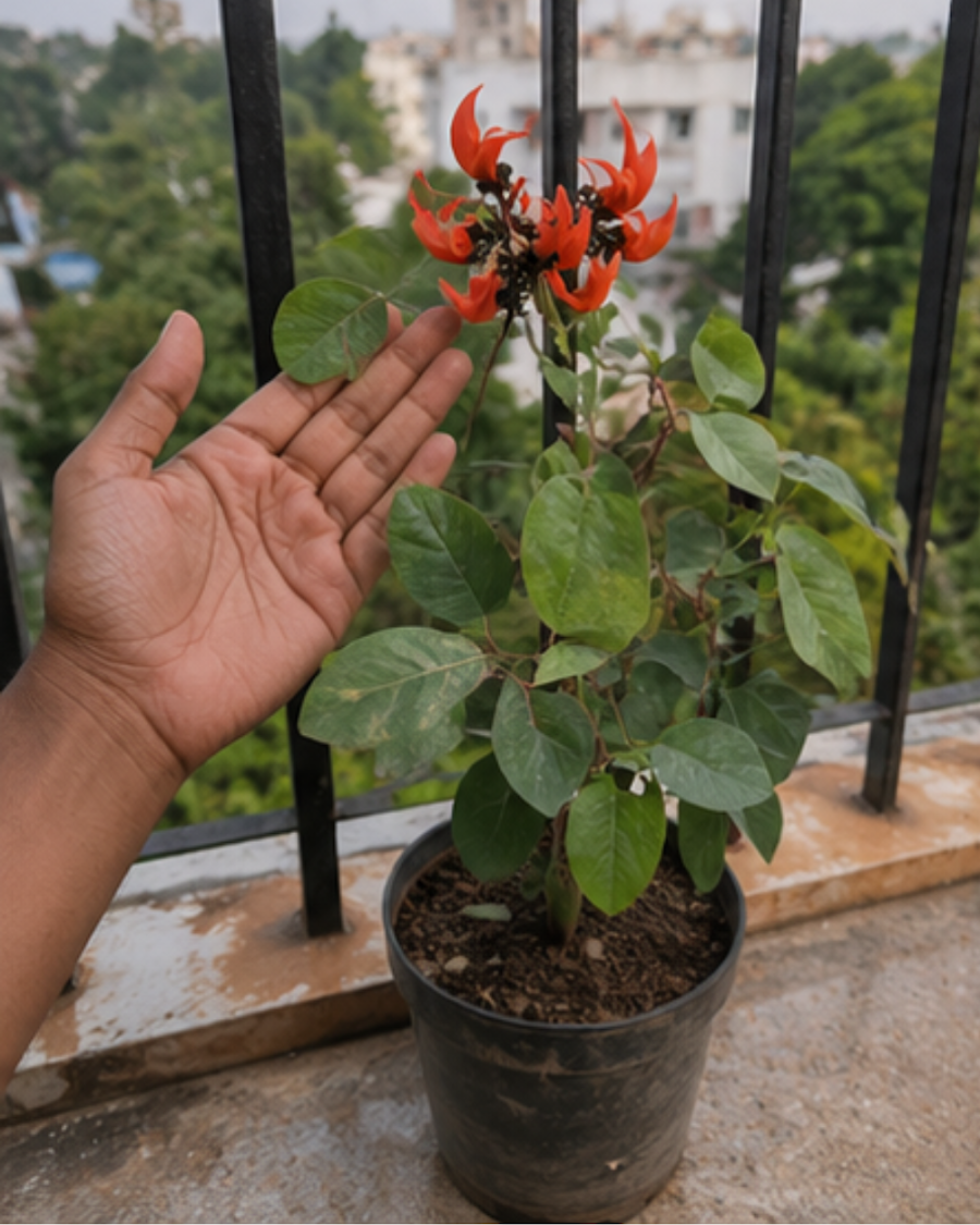 Red Palash Plant — view 2