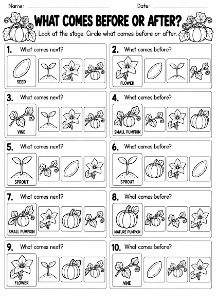 Pumpkin Life Cycle Before and After Worksheet