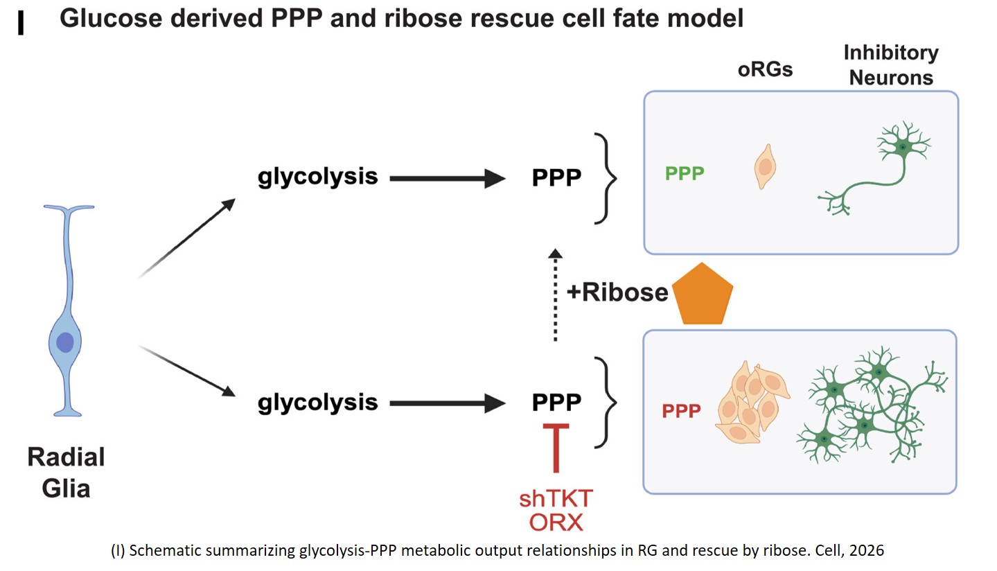 Role of glycolysis and pentose phosphate pathway in the development of human cortex