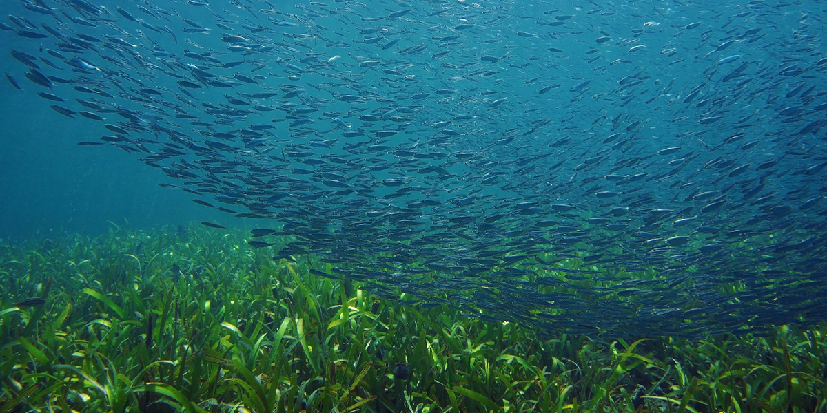 A school of fish above seagrass meadows