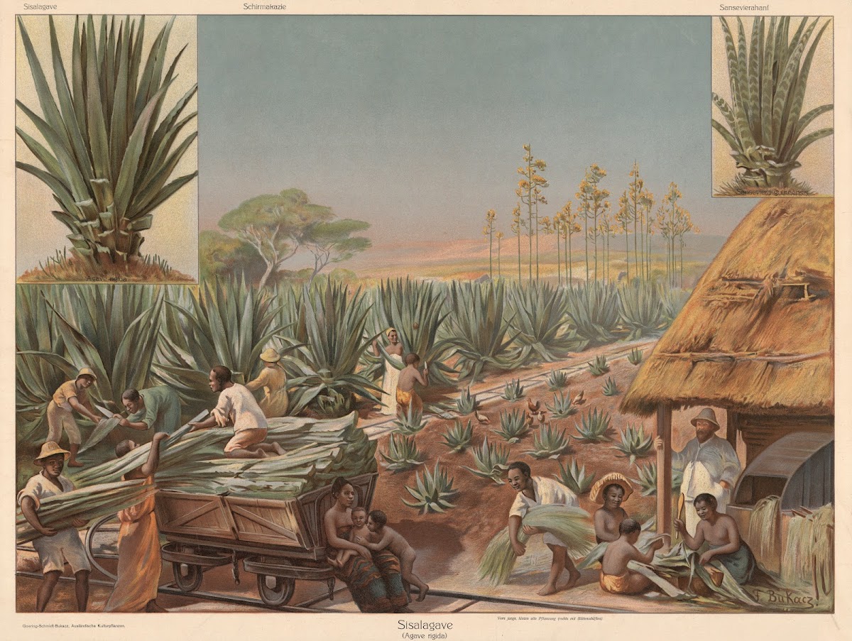 Agave 1911