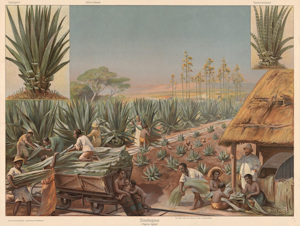 Agave 1911