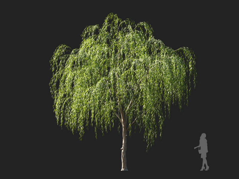 Maxtree - Plant Models Vol.114