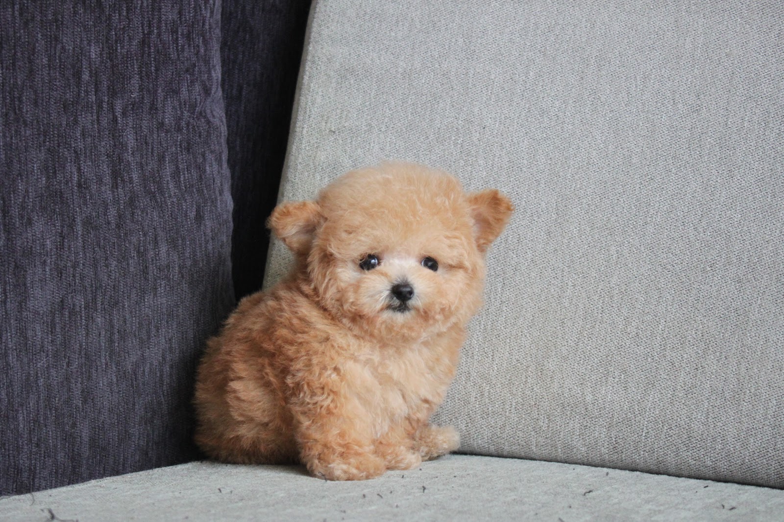 12/10出生 高端優質茶杯型泰迪熊妹妹