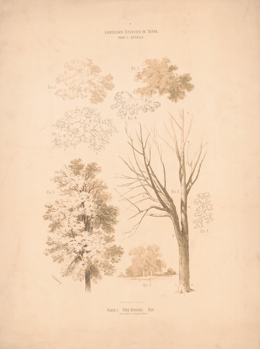 Landscape studies in sepia Tree studies ash 1876