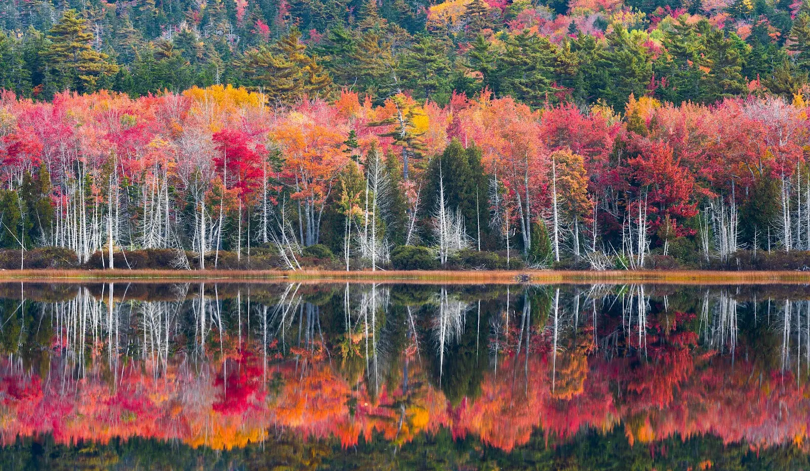 Autumn Forest Reflection On Water - Nature Photography 5K Wallpaper (5908x3435)