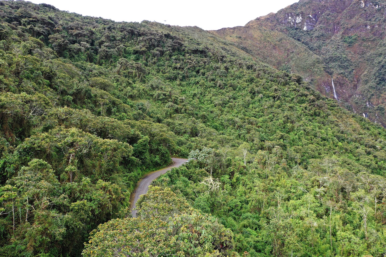 Cloud Forest Landscape