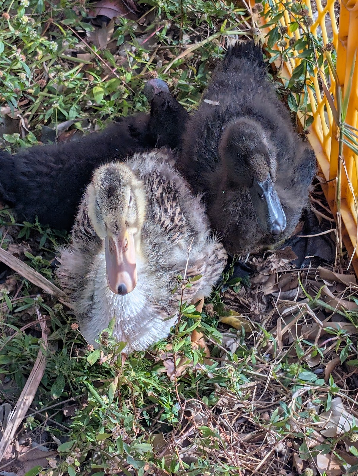 Silver Appleyard Duckling, Cayuga Duckling