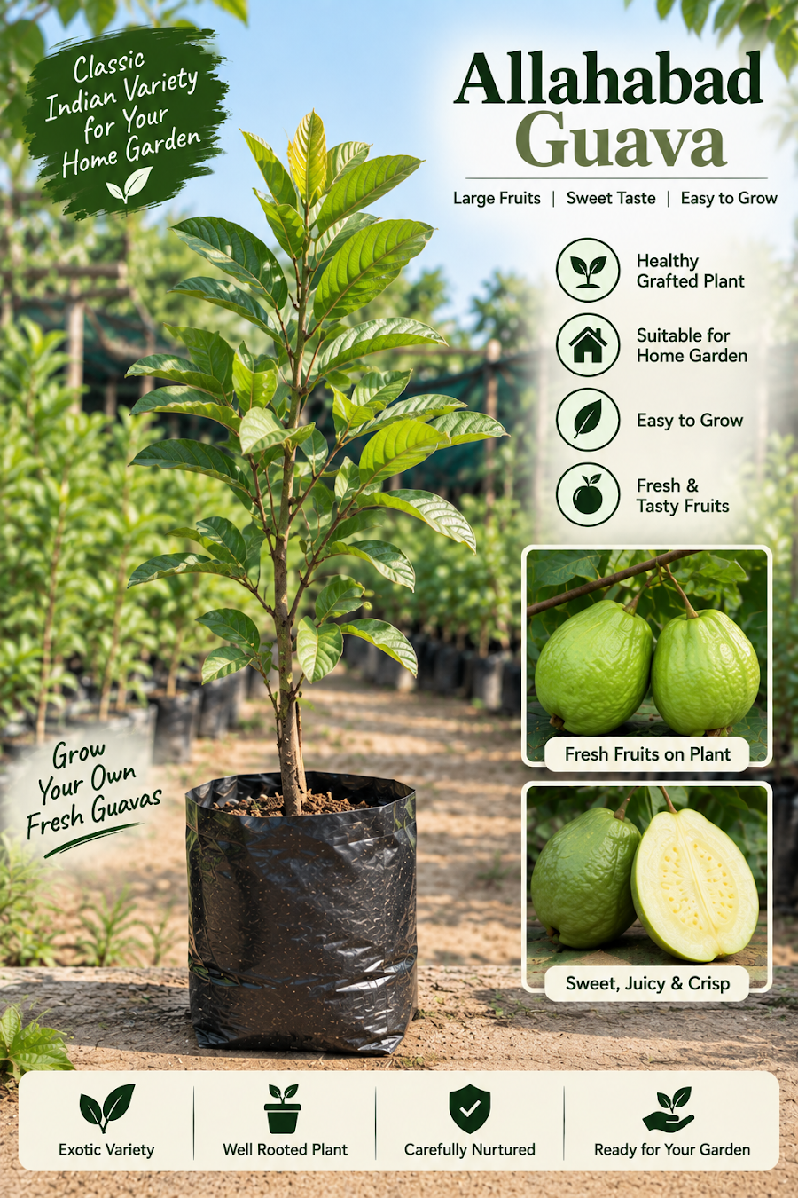 Premium Guava Collection — view 3