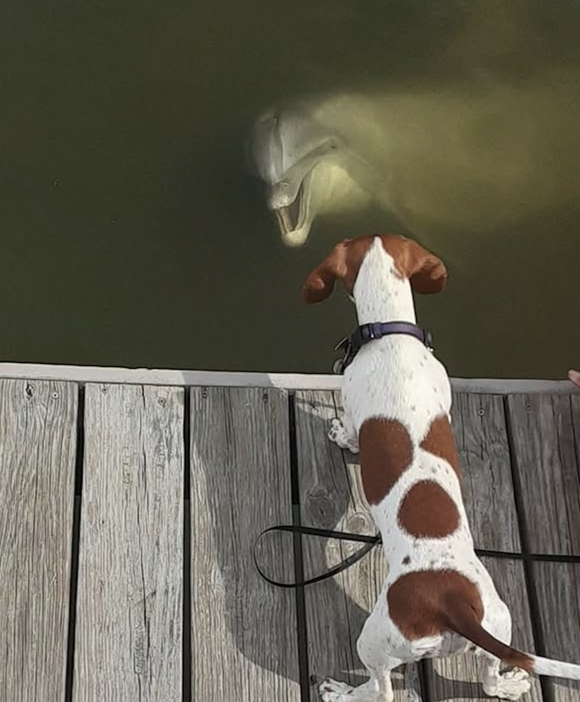 Dog meets dolphin at Jug Creek dock