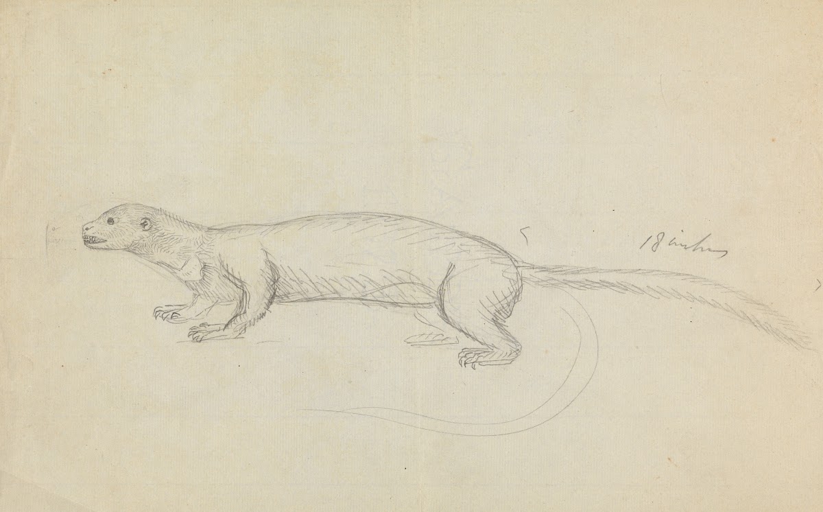 A Weasel