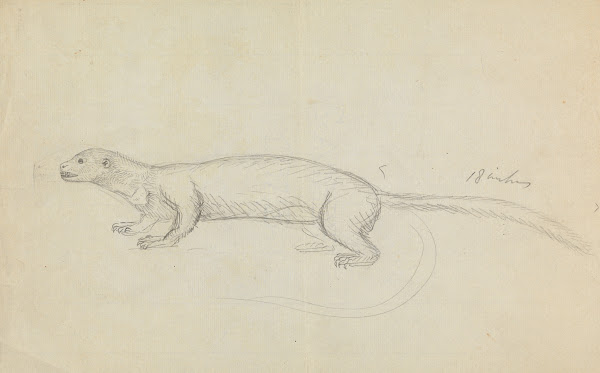 A Weasel