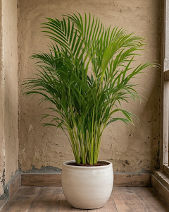 Areca Palm Indoor Plant
