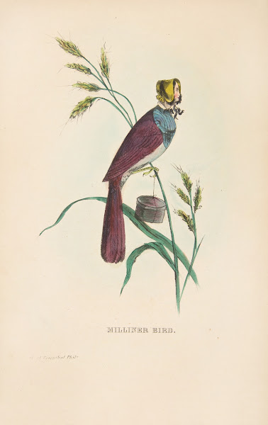 Milliner Bird Minnie Doyle 1851