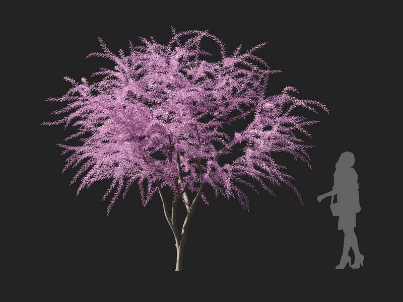 Maxtree - Plant Models Vol.127