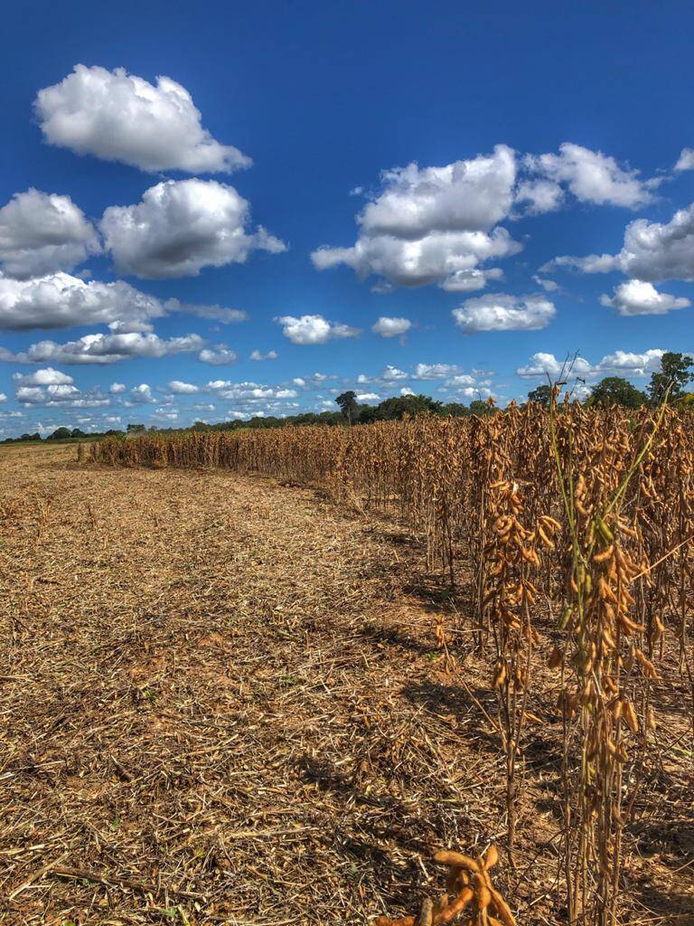 Fazenda em Porangatu - GO 7