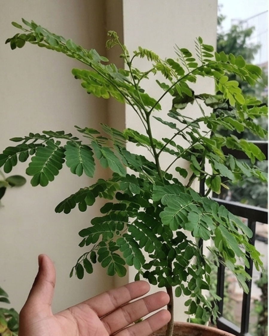 Krishnachura Dwarf Plant — view 3
