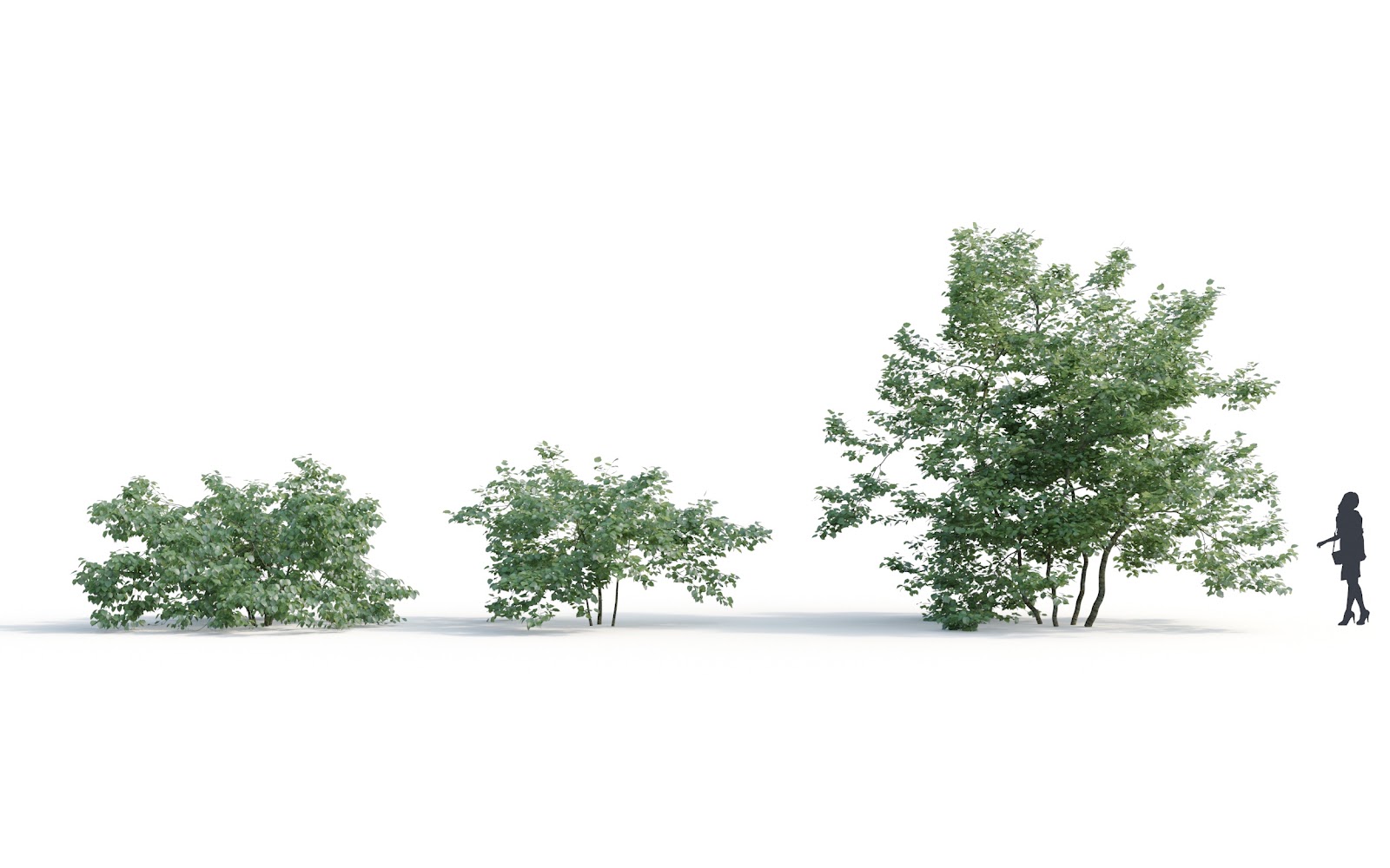 Maxtree - Plant Models Vol.6