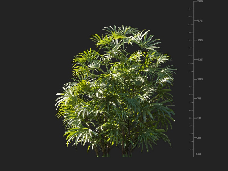 Maxtree - Plant Models Vol.127