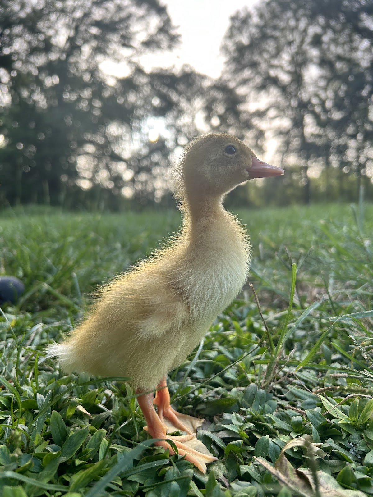 Fawn & White Runner Duck