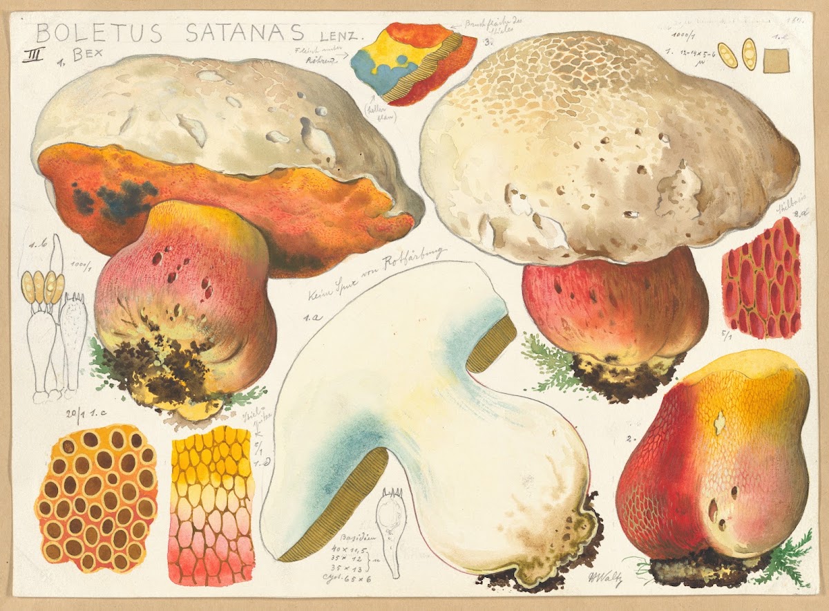 Boletus satanas Lenz 3 1915 1945