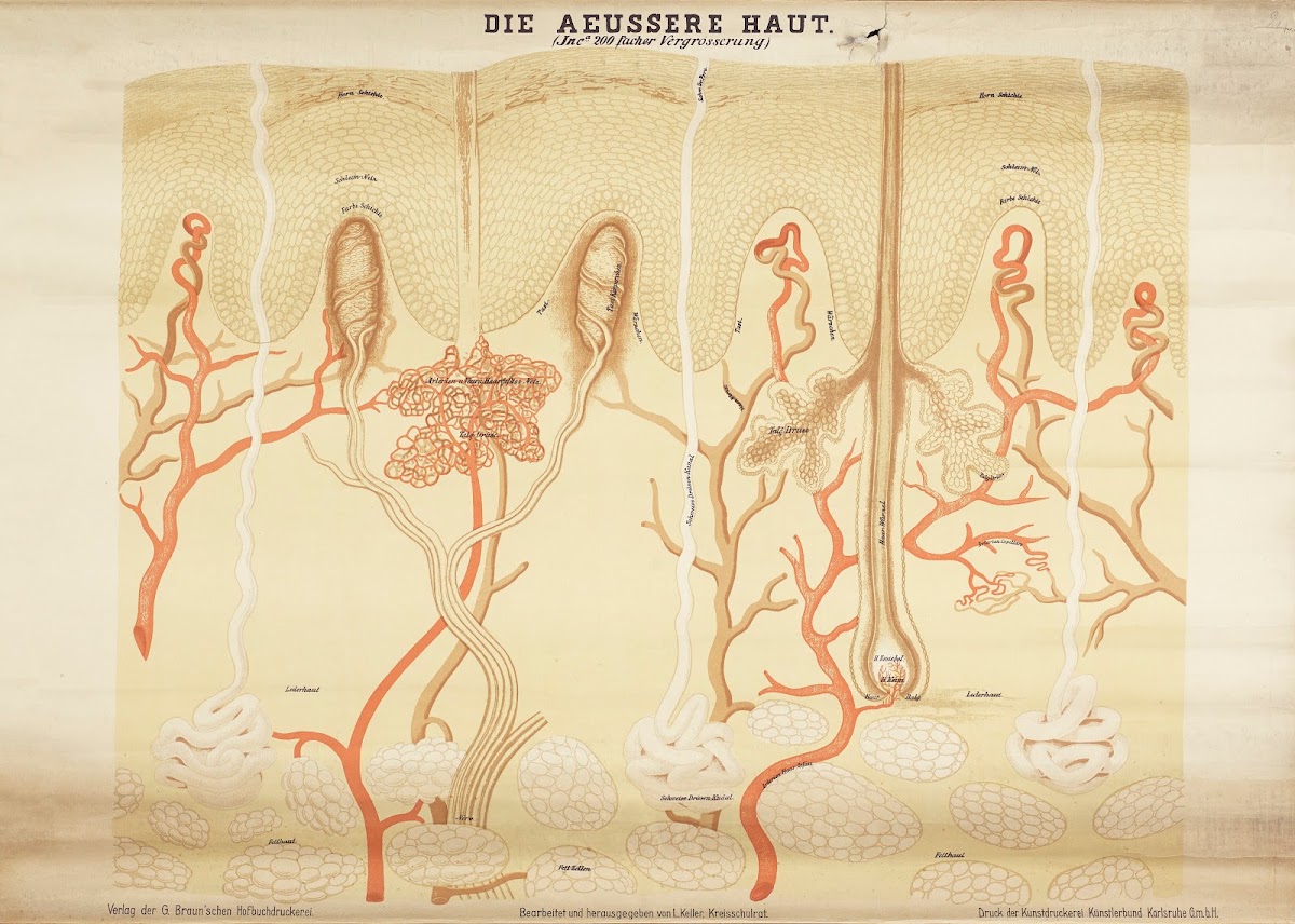The outer skin 1911