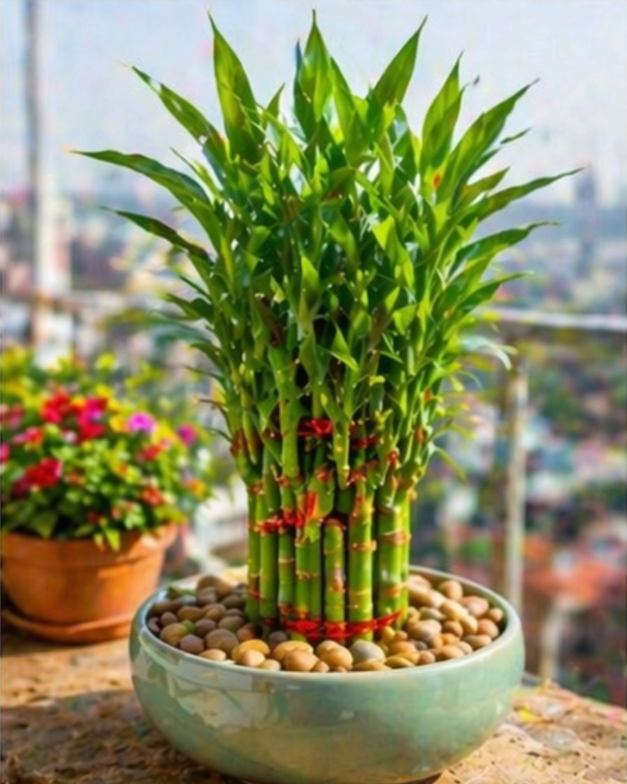 Lucky Bamboo Indoor Plant — view 2