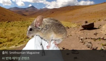 안데스 귀밝은생쥐 - 해발 6,700m 극한을 견디는 안데스 귀밝은생쥐의 생존 비결