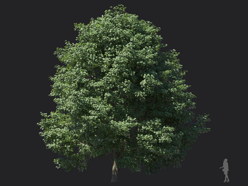 Maxtree - Plant Models Vol.116