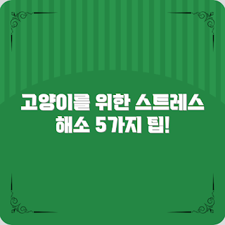 고양이 스트레스 해소, 집사 팁, 초보 집사, 고양이 관리, 스트레스 원인