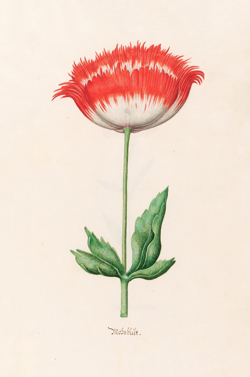 Mohnblüt 1692