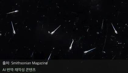물고기 수면 패턴 - 물고기도 낮잠을? 놀라운 물고기 수면 패턴의 비밀