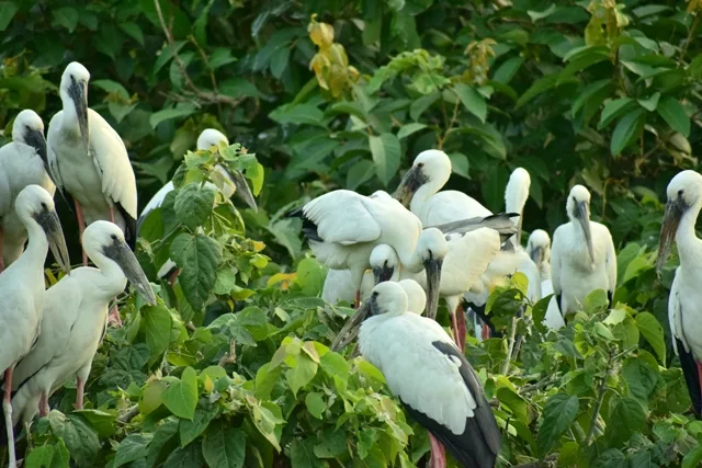 Raiganj Wildlife Sanctuary